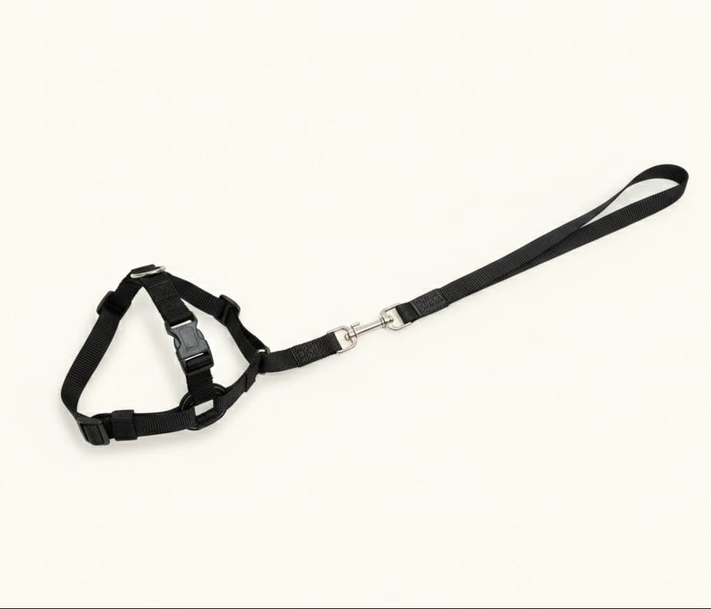 arnes-perro-rojo-con-correa-vimarq.com-El-Salvador2